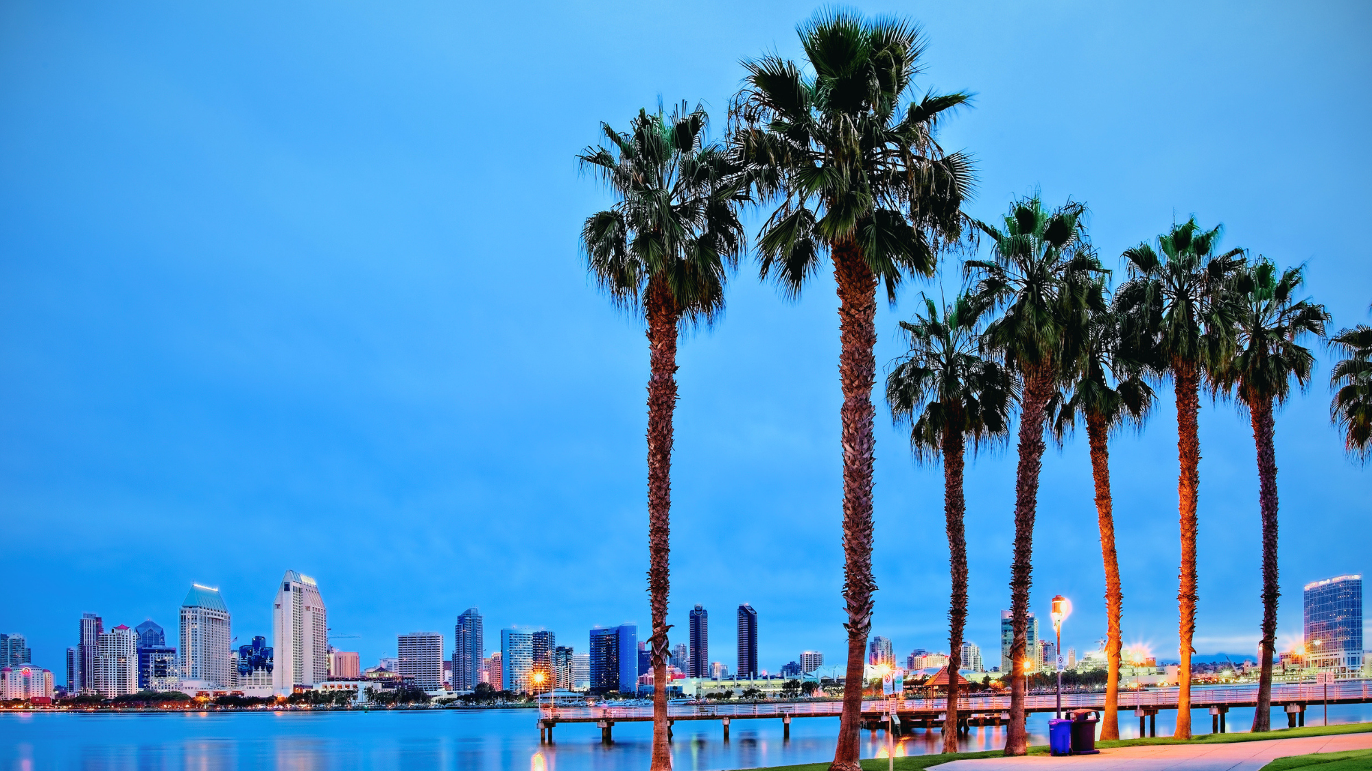 Palm trees at night with the city line in the background in California